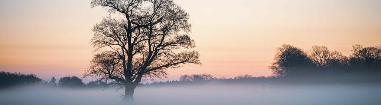 Aussagekräftige Landschafts-Fotos für Ihr Unternehmen und Ihre Reisedestination. Ein Landschaftsfoto von einer Nebellandschaft in der ein einsamer Baum vor einem rosa Morgenhimmel steht.
