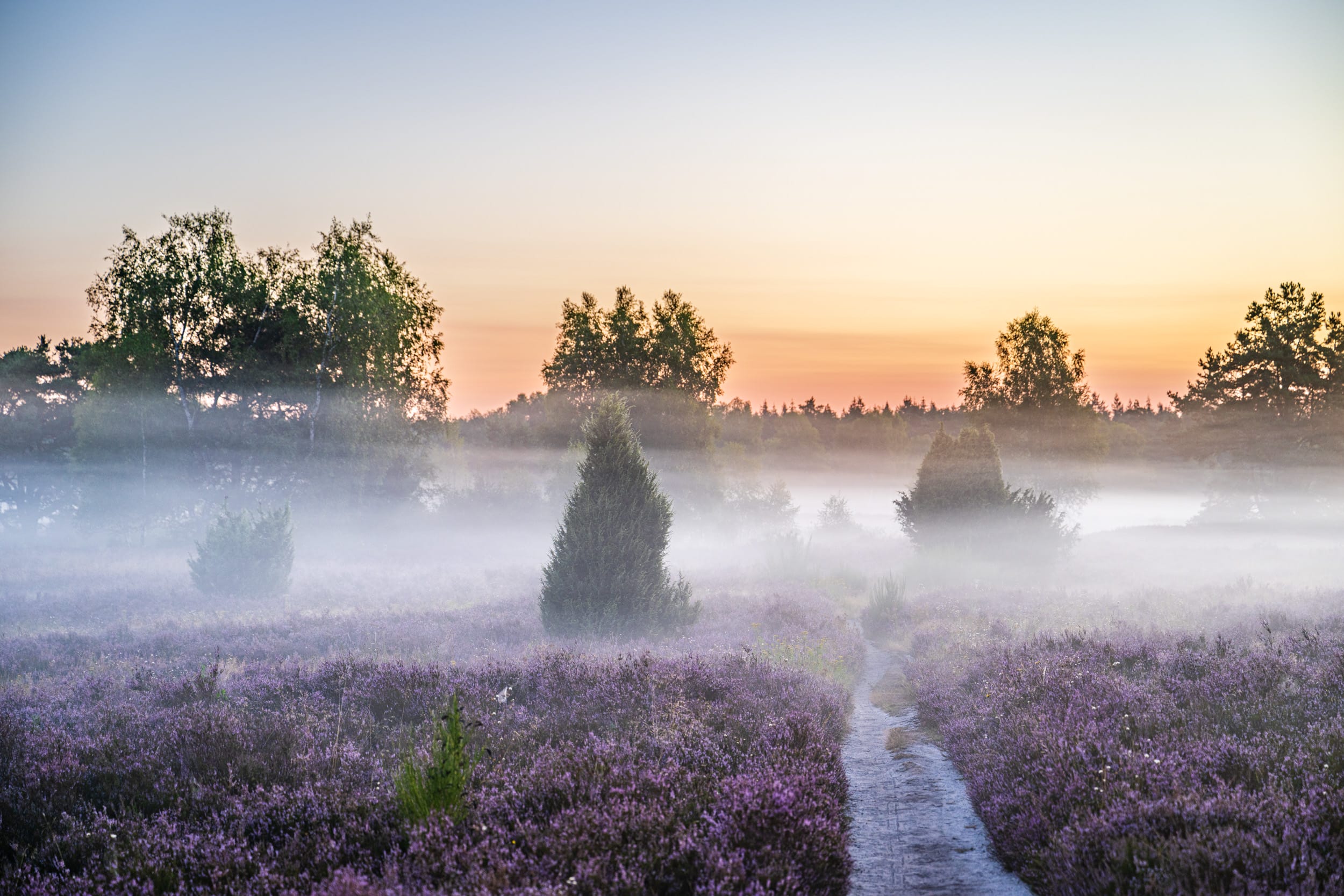 Wachholder stehen im Nebel umgeben von der blühenden Heide, durch die ein Weg führt - romantische Landschaftsfotografie