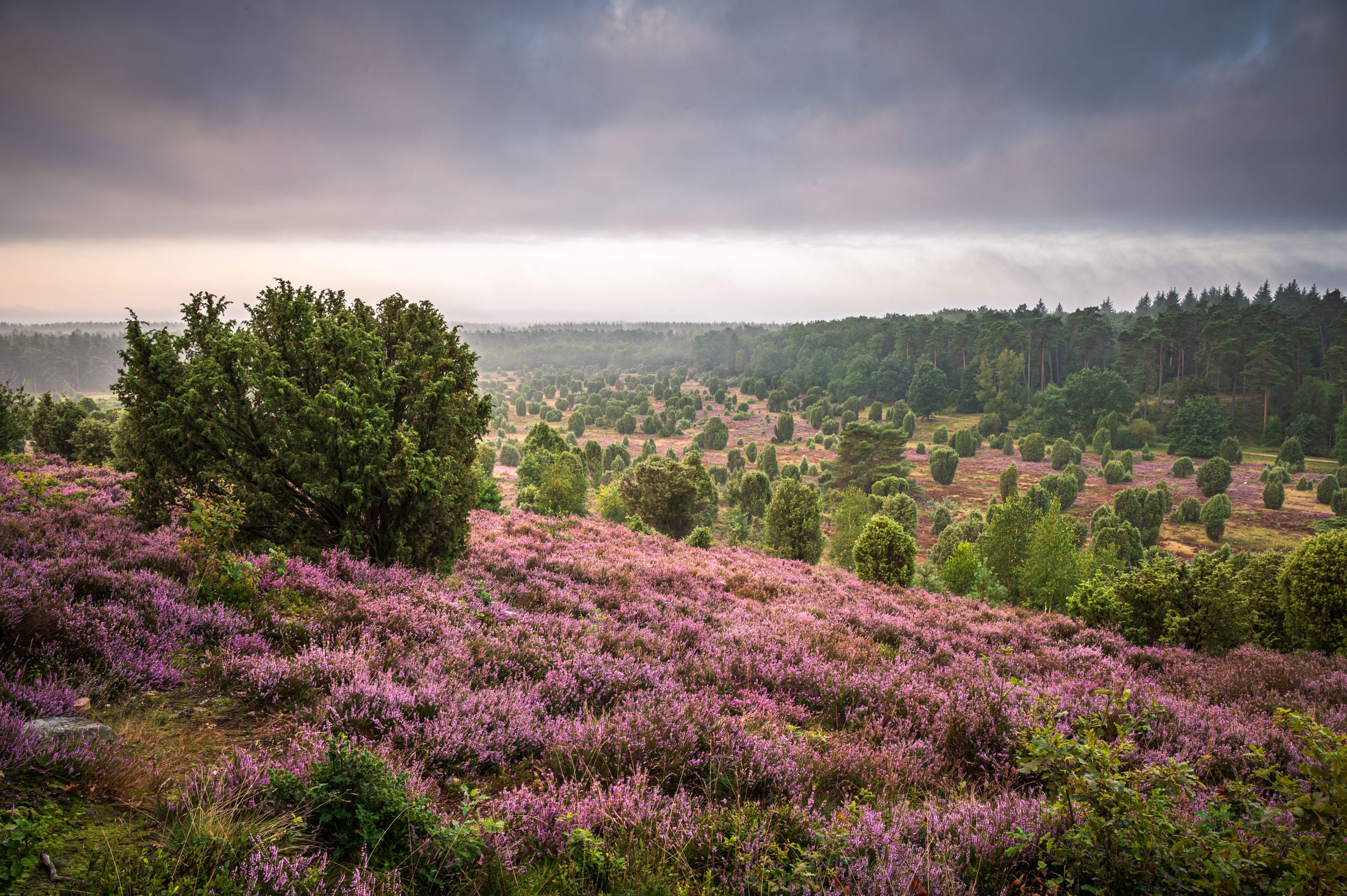 Lüneburger Heide zur Heideblüte unter dramatischem Wolkenhimmel – Wacholder und blühendes Heidekraut, Totengrund Niedersachsen