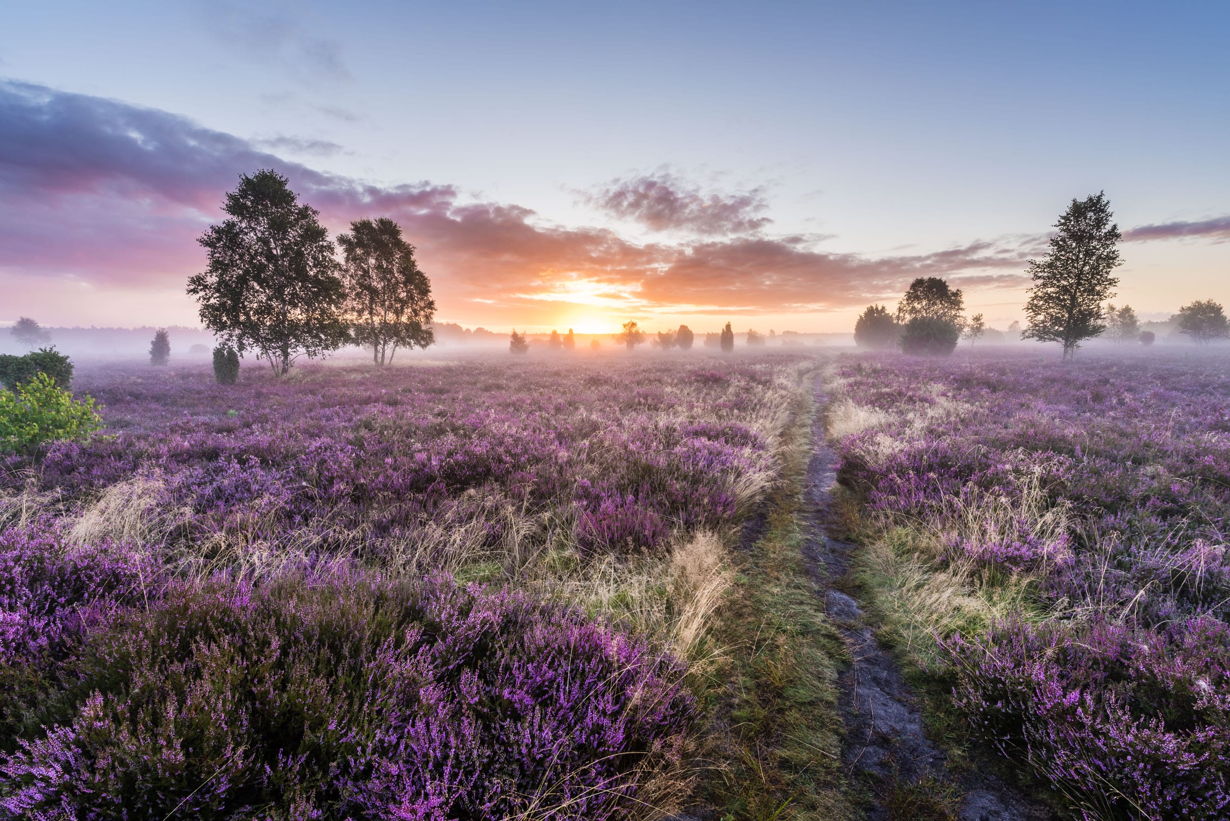 Sonnenaufgang in der blühenden Lüneburger Heide – Pfad durch Heideblüte im Morgennebel, Niedersachsen