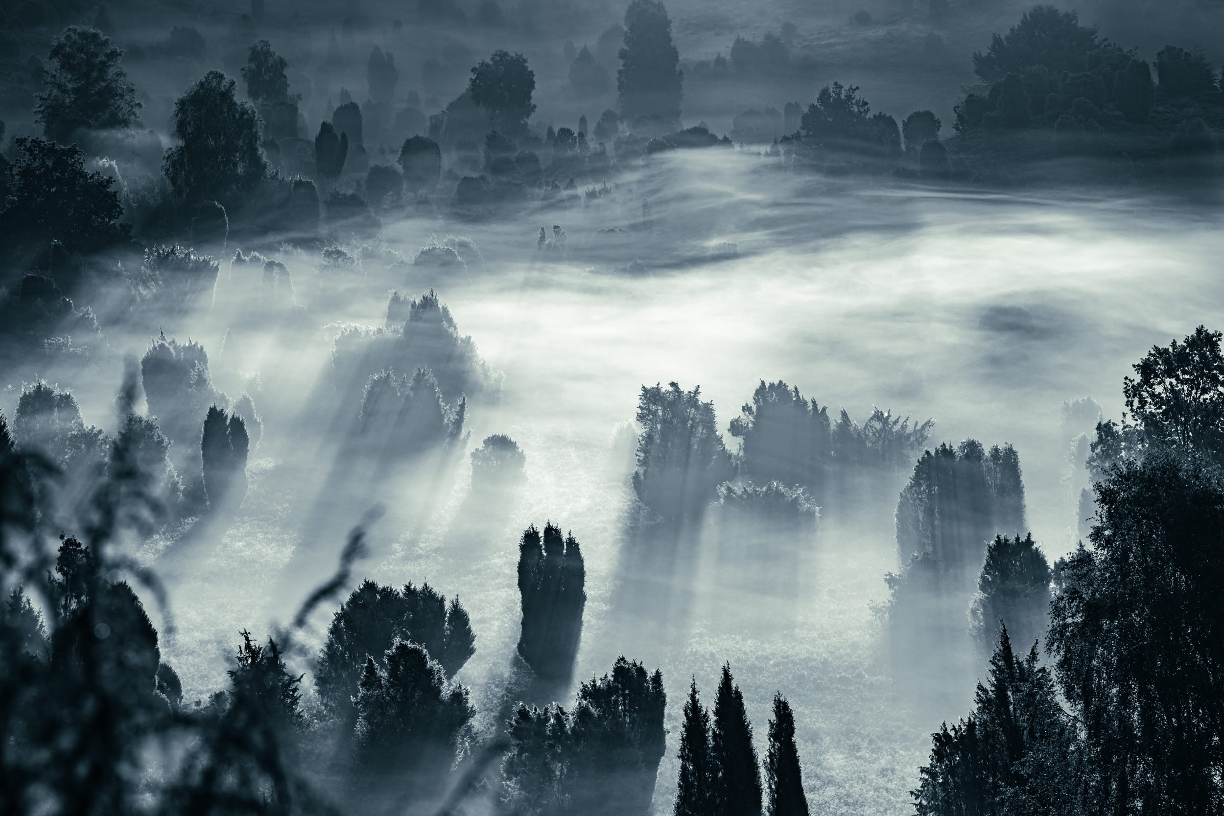 Wacholderheidetal in der Lüneburger Heide im Morgennebel – mystische Lichtschleier zwischen alten Wacholdern, Schwarz-Weiß-Landschaftsfotografie