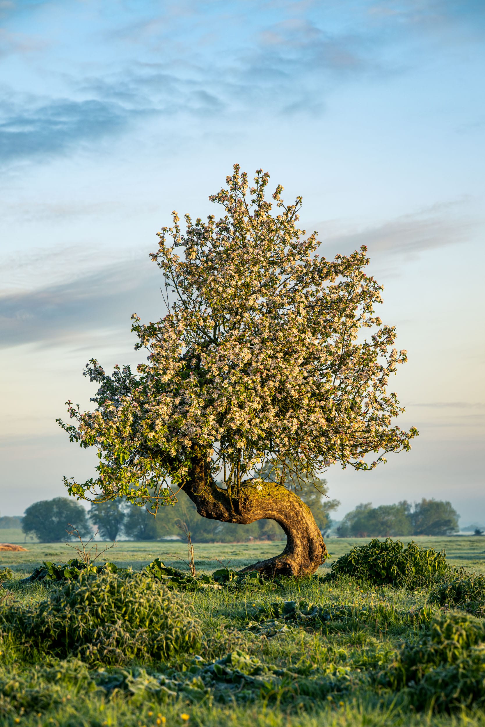 Alter blühender Apfelbaum mit geschwungenem Stamm auf Elbwiese im Morgenlicht – Frühjahr an der Elbe, Niedersachsen
