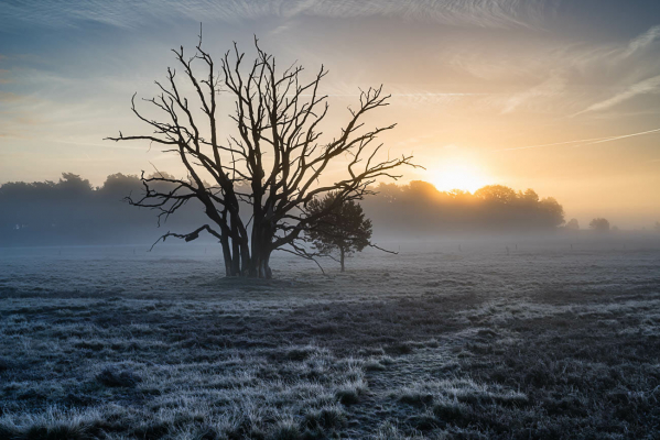 Winter Lüneburger Heide Rauhreif alter Baum Sonnenaufgang Lichtstimmung Fotodruck Fineart Druck