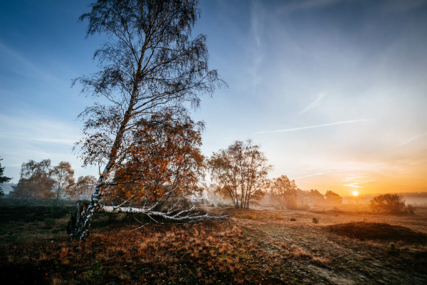 Landschaftsfotos, Herbstlicht in der Lüneburger Heide Natur Naturschutz Herbstlaub Herbstfärbung