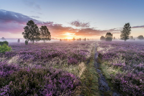 Aussagekräftige Landschafts-Fotos für Ihr Unternehmen und Ihre Reisedestination. Verträumtes Landschaftsfoto von der Lüneburger Heide zur Heideblüte im morgendlichen Licht, kurz nach Sonnenaufgang, Fine-Art Fotomotiv für die Wand.
