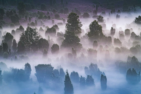 winterliches Heidetal im morgendlichen Nebel. Fotos für Unternehmen