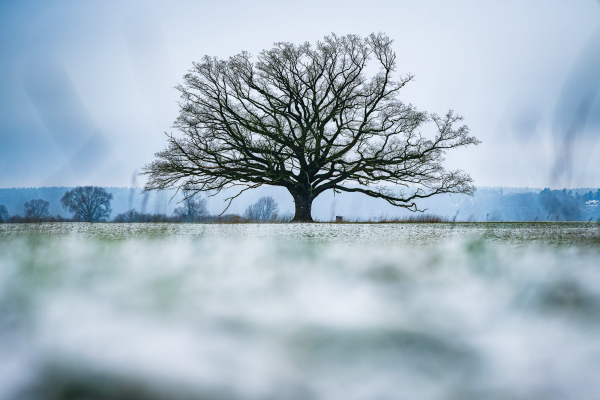 Landschaftsfoto von alter Radegaster Eiche auf winterlich verschneiter Elbwiese.
