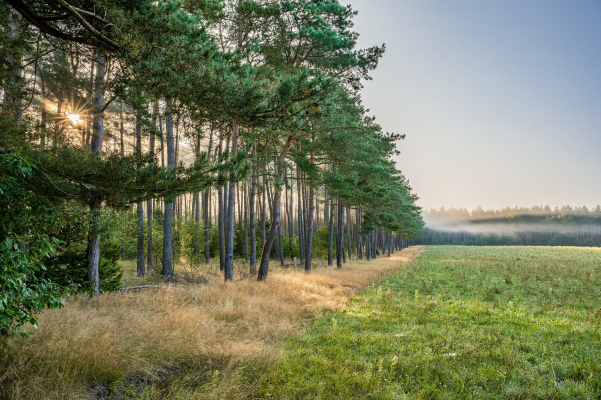 Landschaftsfoto von einem einsamen Feld, das an einem Waldessaum angrenzt, durch dessen Bäume die aufgehende Sonne scheint.