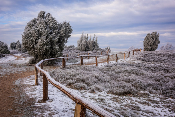 Aussagekräftige Landschafts-Fotos für Ihr Unternehmen und Ihre Reisedestination. Ein leicht ansteigender von alten Wacholdern gesäumter Pfad führt an einem frostigen Morgen durch die Lüneburger Heide.