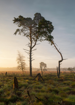 Landschaftsfoto, Moor, Norddeutschland, Fotokunst für die Wand, Fineart-Print,