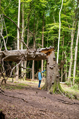 alter abgestorbener Baum im Jasmund Nationalpark. Daneben steht ein Parkbesucher und bestaunt den ehemaligen Baumriesen.