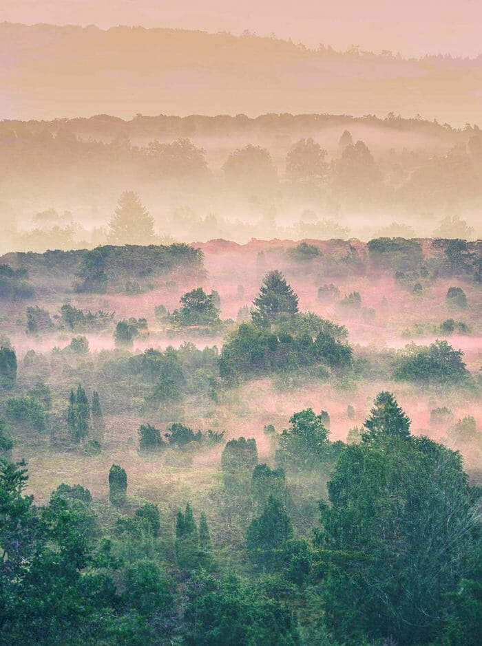 künstlerische Fotografie von im Nebel stehenden Wachholdern