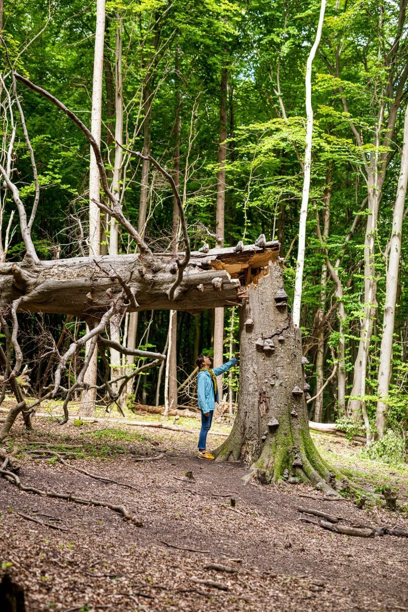Tourismusfoto von einem alten abgestorbenen Baum im Jasmund Nationalpark. Daneben steht ein Parkbesucher und bestaunt den ehemaligen Baumriesen.